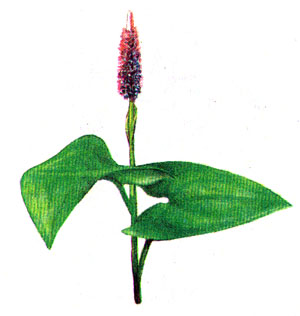 Понтедерия сердцевидная