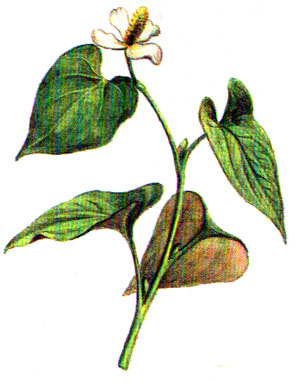 Хуттуиния сердцевидная