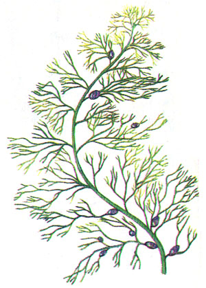 Пузырчатка малая