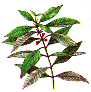 Номафила прямая